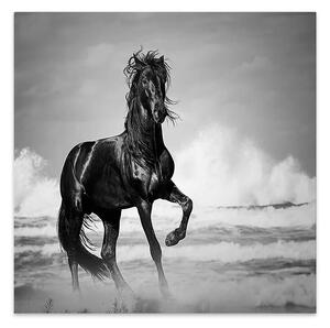 Πίνακας σε καμβά "Black Horse" Megapap ψηφιακής εκτύπωσης 60x60x3εκ