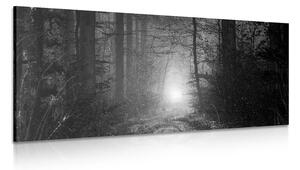 Πίνακας σε καμβά φως στο δάσος σε ασπρόμαυρο