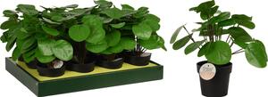 Φυτό Τεχνητό ArteLibre Pilea 25cm Μαύρο Σε Μαύρο Γλαστράκι 98x85mm