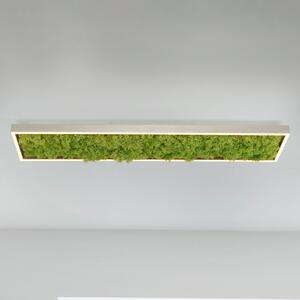 JUST LIGHT. GmbH Πράσινο φωτιστικό οροφής Knut LED με αληθινά βρύα, ρυθμιζόμενος, Πράσινο, Σαλόνι / τραπεζαρία, σύγχρονο