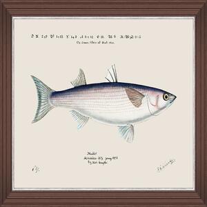 Κάδρο Mediterranean Fish - Grey Mullet By F Clark Fa13376 50X35Cm White-Blue Mindthegap