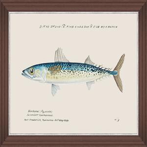 Κάδρο Mediterranean Fish - Blue Mackerel By F Clark Fa13375 50X35Cm Light Blue Mindthegap