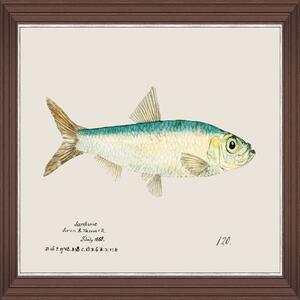 Κάδρο Mediterranean Fish - Sardine By F Clark Fa13379 50X35Cm Light Blue Mindthegap