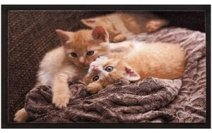 Πατάκι Εισόδου Image 013 Cats 40X60cm Beige Sdim