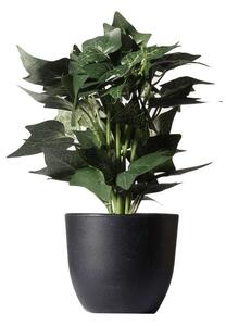 Τεχνητό Φυτό Κισσός Silver 7060-6 17x21x30cm Green Supergreens