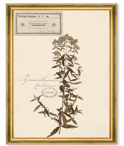 Κάδρο Herbarium Alpinium VI FA13460 35x50cm Multi MindTheGap