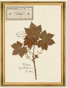 Κάδρο Herbarium Alpinium XII FA13466 35x50cm Multi MindTheGap