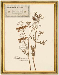 Κάδρο Herbarium Alpinium VII FA13460 35x50cm Multi MindTheGap