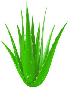 Μαξιλάρι Ύπνου Μέτριο 50x70 Anna Riska Aloe Vera Normal