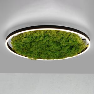 JUST LIGHT. GmbH LED φωτιστικό οροφής Green Ritus, βρύα dimmable Ø58.5cm, ρυθμιζόμενος, Πράσινο, Σαλόνι / τραπεζαρία, σύγχρονο