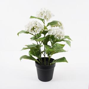 Διακοσμητικό φυτό με γλάστρα Hydrangea Πράσινο 35x35x50 cm
