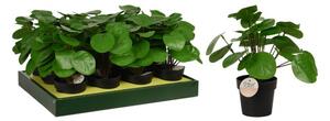 Φυτό Τεχνητό ArteLibre Pilea 25cm Μαύρο Σε Μαύρο Γλαστράκι 98x85mm 06350642 ArteLibre 06350642