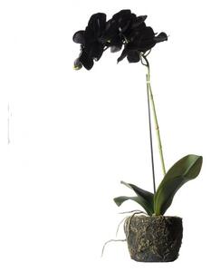 Τεχνητό Φυτό Ορχιδέα Phalaenopsis Real Touch Μαύρη με Βάση Moss 60 εκ. 8070-6 Supergreens 8070-6 Μαύρο