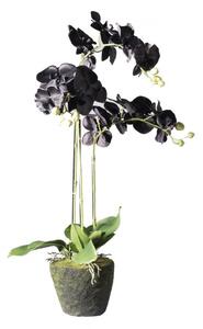 Τεχνητό Φυτό Ορχιδέα Phalaenopsis Real Touch Μαύρη με Βάση Moss 85 εκ. 5170-6 Supergreens 5170-6 Μαύρο