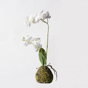 Τεχνητό Φυτό Ορχιδέα Phalaenopsis Real Touch Λευκή με Βάση Moss 40 εκ. 6070-6 Supergreens 6070-6 Λευκό