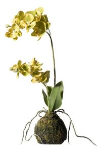 Τεχνητό Φυτό Ορχιδέα Phalaenopsis Real Touch Πράσινη με Βάση Moss 40 εκ. 7070-6 Supergreens 7070-6 Πράσινο