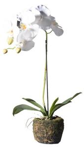 Τεχνητό Φυτό Ορχιδέα Phalaenopsis Real Touch Λευκή με Βάση Moss 60 εκ. 9070-6 Supergreens 9070-6 Λευκό