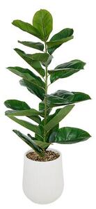 Τεχνητό φυτό atmosphera Ficus Sky, 145 εκ