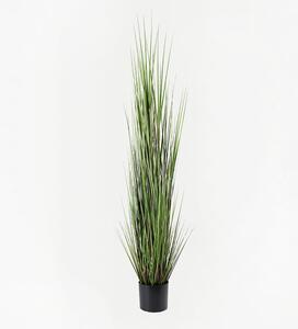Διακοσμητικό φυτό Boxwood Μαύρο 46x46x150 cm