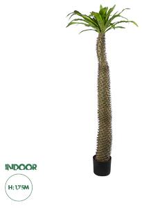 GloboStar® Artificial Garden PACHYPODIUM LAMEREI PALM TREE 20130 Τεχνητό Διακοσμητικό Φυτό Φοίνικας της Μαγαδασκάρης Υ175cm