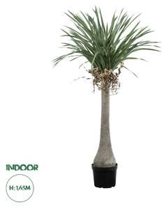 GloboStar® Artificial Garden BEAUCARNEA PALM TREE 20046 Τεχνητό Διακοσμητικό Φυτό Κυρτόφυλλος Μπουκαρνέα Υ165cm