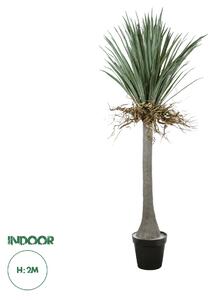 GloboStar® Artificial Garden BEAUCARNEA PALM TREE 20047 Τεχνητό Διακοσμητικό Φυτό Κυρτόφυλλος Μπουκαρνέα Υ200cm