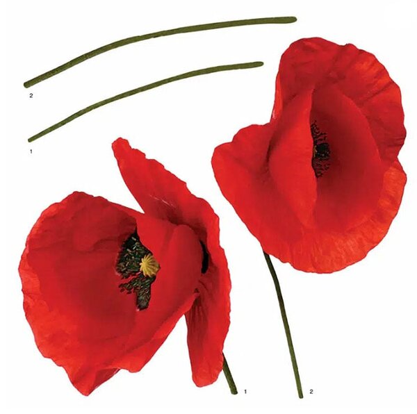 Αυτοκόλλητα Τοίχου Ango Poppies 54101