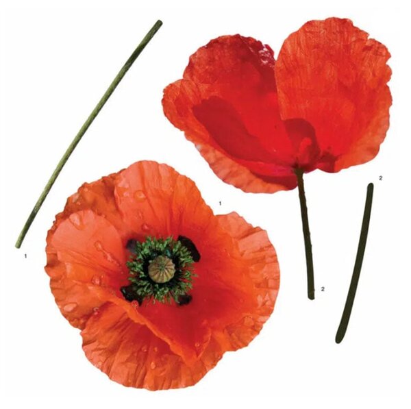 Αυτοκόλλητα Τοίχου Ango Poppies 54101