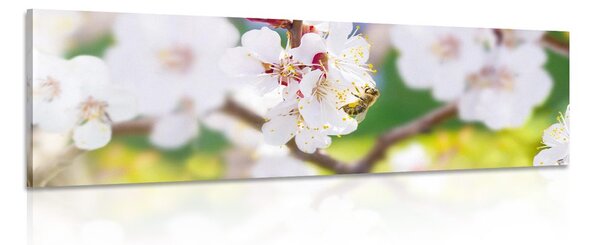 Πίνακας σε καμβά άνθη δέντρου την άνοιξη