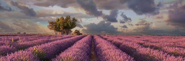 Πίνακας σε καμβά χώρα των λεβάντων
