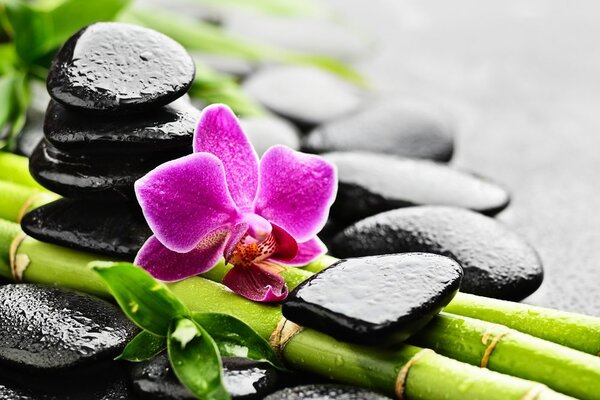 Πίνακας σε καμβά νεκρή φύση Spa με μοβ ορχιδέα