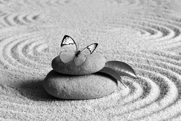 Φωτοταπετσαρία ασπρόμαυρη πεταλούδα σε Zen πέτρα
