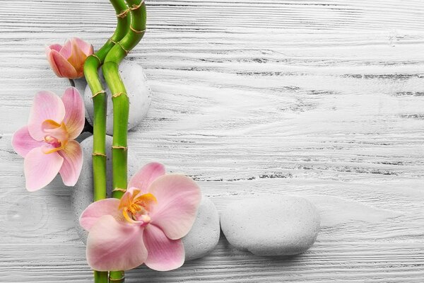 Φωτοταπετσαρία απαλή σύνθεση Zen