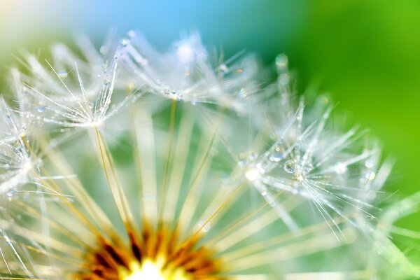 Ταπετσαρία τοίχου υπέροχη λεπτομέρεια πικραλίδας