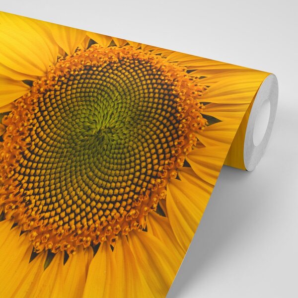 Φωτοταπετσαρία κίτρινος ηλίανθος