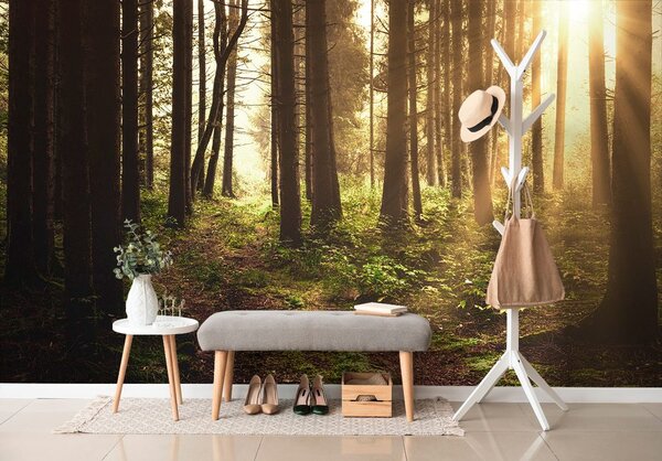 Φωτοταπετσαρία δάσος λουσμένο στον ήλιο