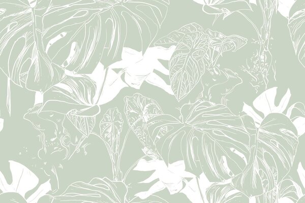 Ταπετσαρία τοίχου ξεχωριστή μονστέρα
