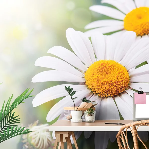 Φωτοταπετσαρία άνθη χαμομηλιού
