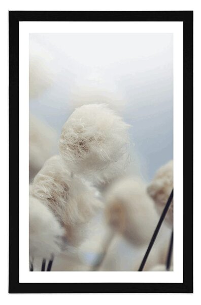 Αφίσα αρκτικά άνθη βαμβακιού