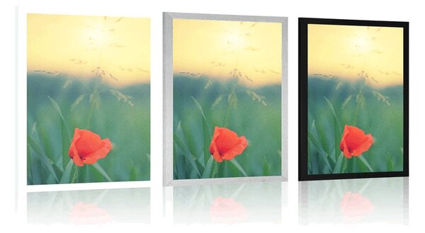 Αφίσα παπαρούνα στο γρασίδι