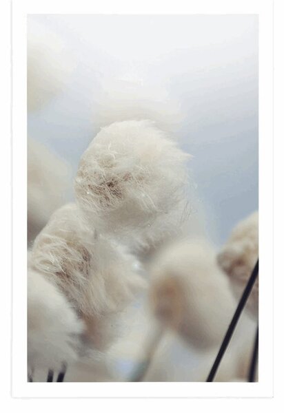 Αφίσα αρκτικά άνθη βαμβακιού