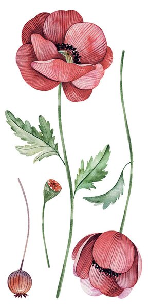 Αυτοκόλλητα Τοίχου Ango Poppies 59180