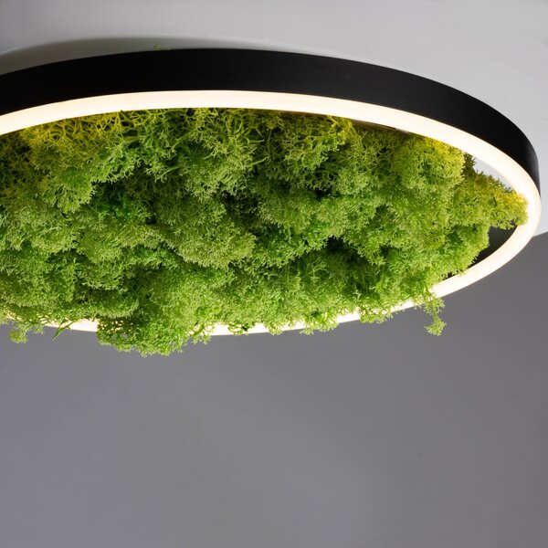 JUST LIGHT. GmbH LED φωτιστικό οροφής Green Ritus, βρύα dimmable Ø39.3cm, ρυθμιζόμενος, Πράσινο, Σαλόνι / τραπεζαρία, σύγχρονο