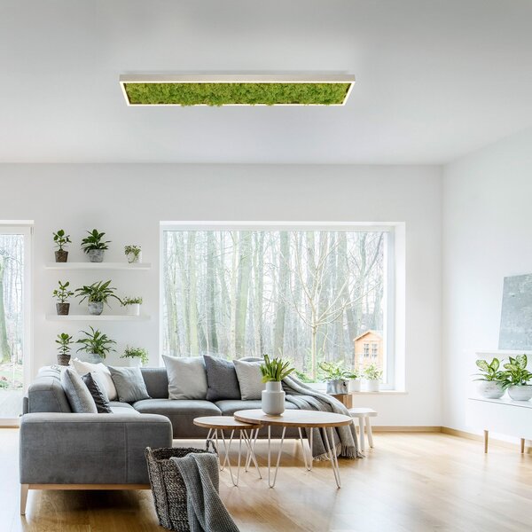 JUST LIGHT. GmbH Πράσινο φωτιστικό οροφής Knut LED με αληθινά βρύα, ρυθμιζόμενος, Πράσινο, Σαλόνι / τραπεζαρία, σύγχρονο