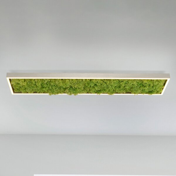 JUST LIGHT. GmbH Πράσινο φωτιστικό οροφής Knut LED με αληθινά βρύα, ρυθμιζόμενος, Πράσινο, Σαλόνι / τραπεζαρία, σύγχρονο