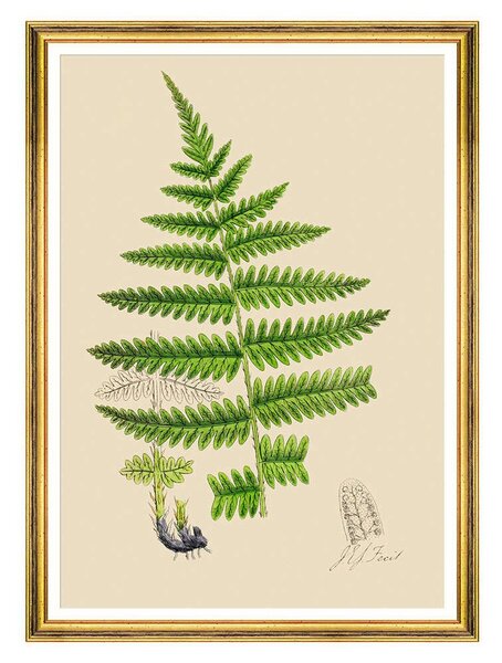 Κάδρο Ferns III FA13244 50x70cm Green MindTheGap