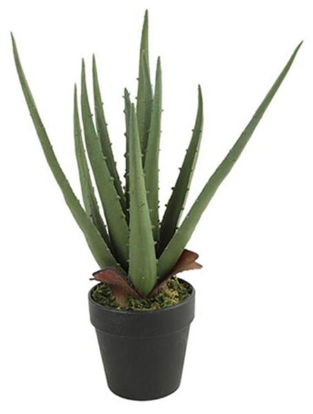 Διακοσμητικό Φυτό Σε Γλάστρα Aloe Vera 15x15x35cm Green