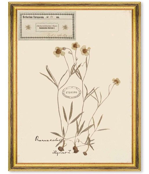 Κάδρο Herbarium Alpinium IV FA13458 35x50cm Multi MindTheGap