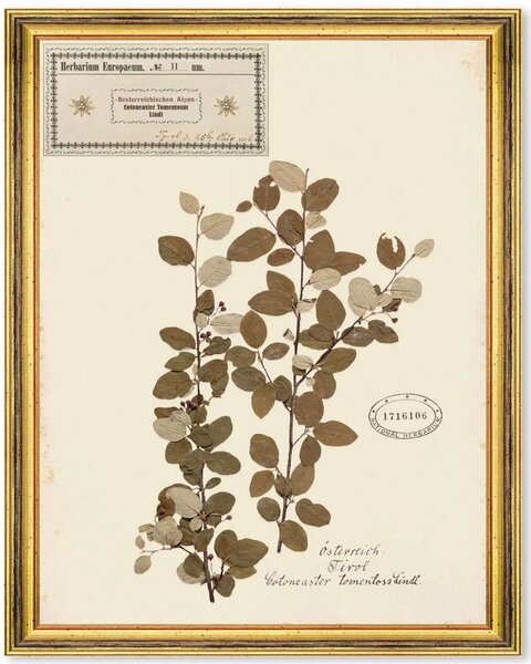 Κάδρο Herbarium Alpinium II FA13456 35x50cm Multi MindTheGap