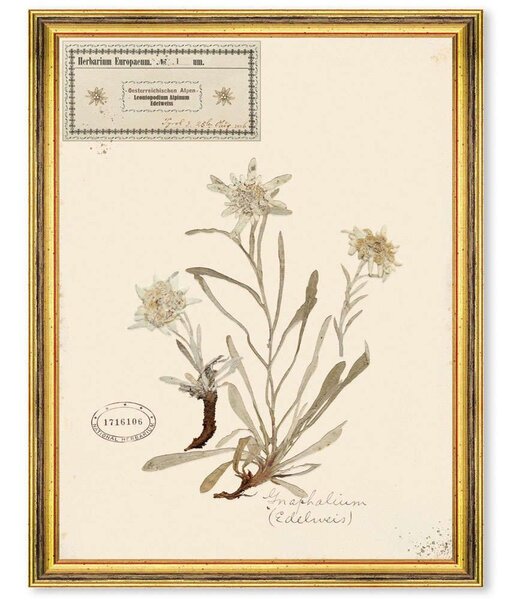 Κάδρο Herbarium Alpinium I FA13455 35x50cm Multi MindTheGap